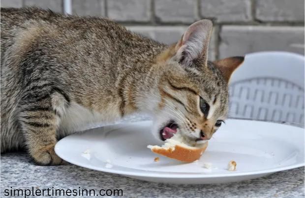 แมวกินขนมปังได้ไหม? อาจทำให้คุณประหลาดใจ แต่มีแมวจำนวนมากที่รักรสชาติของขนมปัง! แต่แมวกินขนมปังได้ไหมหรือมันไม่ดีสำหรับพวกเขา?