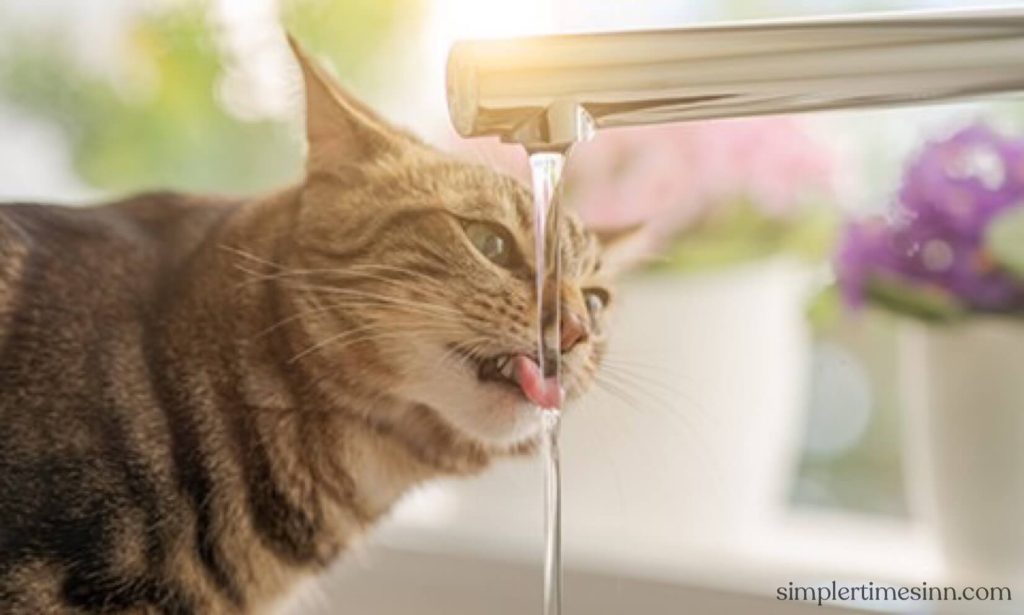 ภาวะขาดน้ำในแมว เกิดขึ้นเมื่อแมวไม่ได้ดื่มน้ำมากเท่ากับที่สูญเสียไป บางครั้งอาจเป็นเพราะพวกเขารู้สึกไม่ค่อยดีและไม่ได้ดื่มมาก 