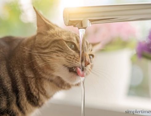 ภาวะขาดน้ำในแมว คืออะไร?