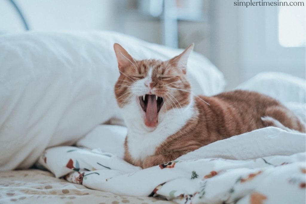 หากแมวของคุณมีกลิ่นปาก คุณอาจคิดว่าเป็นเพราะคุณไม่แปรงฟันให้บ่อยเท่าที่ควร แม้ว่านี่อาจเป็นเรื่องจริงแต่ กลิ่นปากในแมว ก็สามารถบ่งบอสุขภาพได้