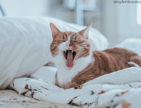 กลิ่นปากในแมว : วิธีป้องกันและรักษา