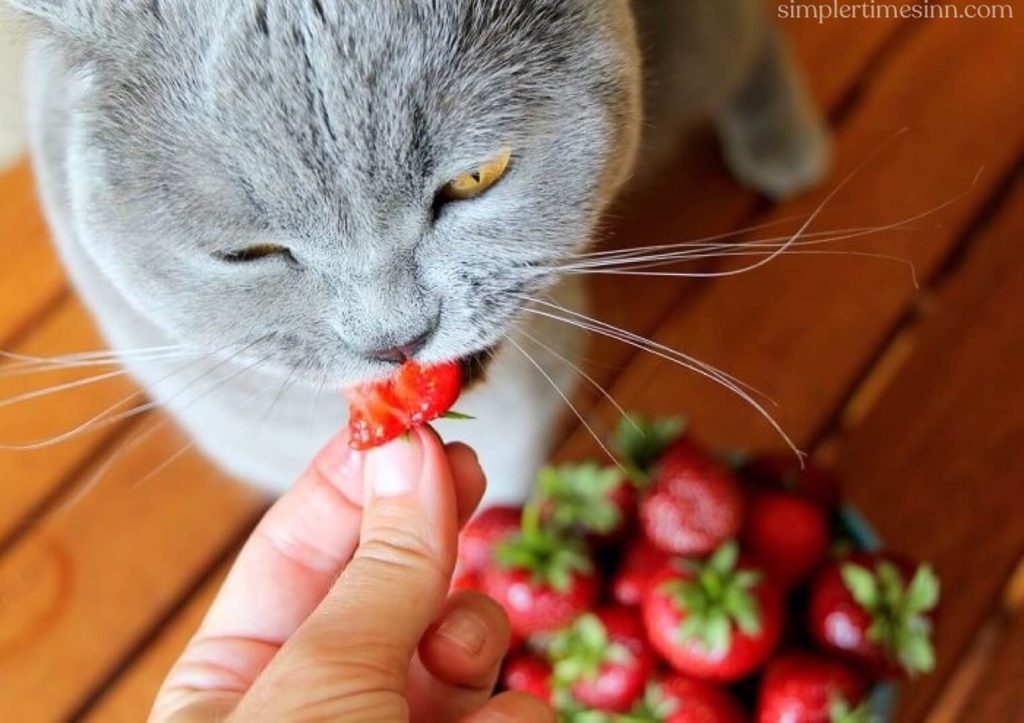 บทความนี้จะตอบคำถามว่า “แมวกินสตรอเบอร์รี่ได้ไหม” และข้อมูลเกี่ยวกับสิ่งที่คุณควรรู้ก่อนให้อาหารสตรอเบอร์รี่แมวของคุณ