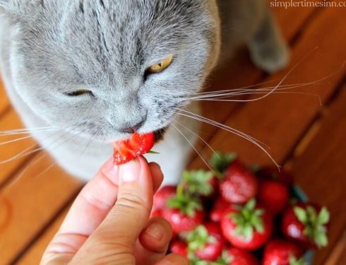 แมวกินสตรอเบอร์รี่ได้ไหม