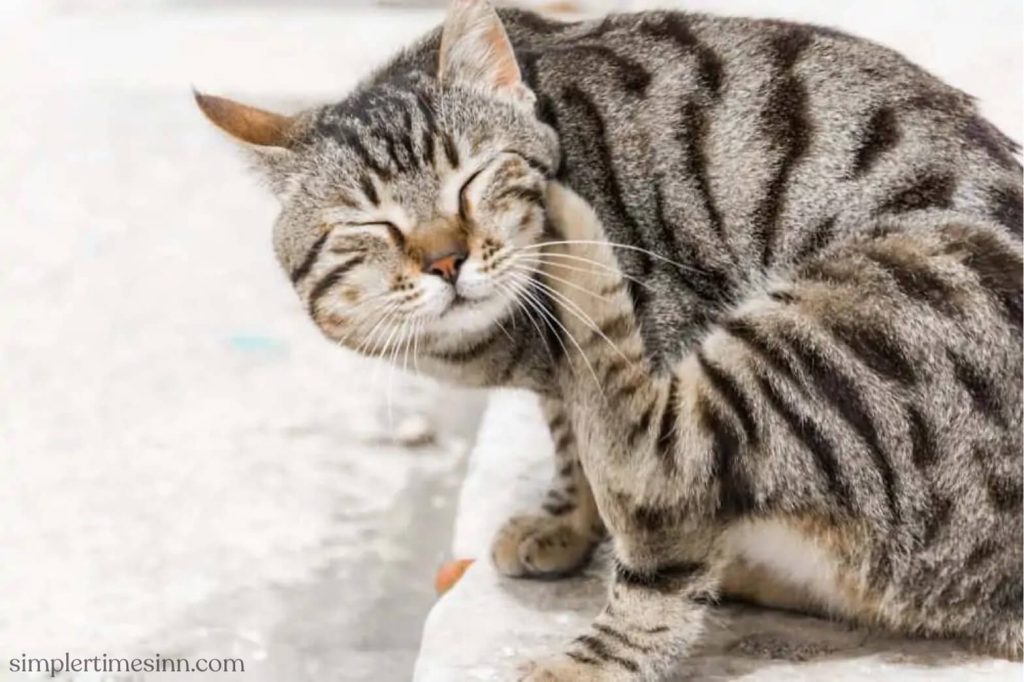 หมัดแมว เป็นปัญหาใหญ่สำหรับผู้เลี้ยงแมว ดังนั้นการตรวจหาหมัดและใช้ยาป้องกันจึงเป็นสิ่งสำคัญ แมวของคุณอาจมีหมัดหากคุณสังเกตเห็นอาการต่างๆ