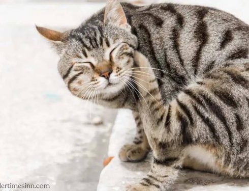 หมัดแมว : อาการ สาเหตุ และการรักษา