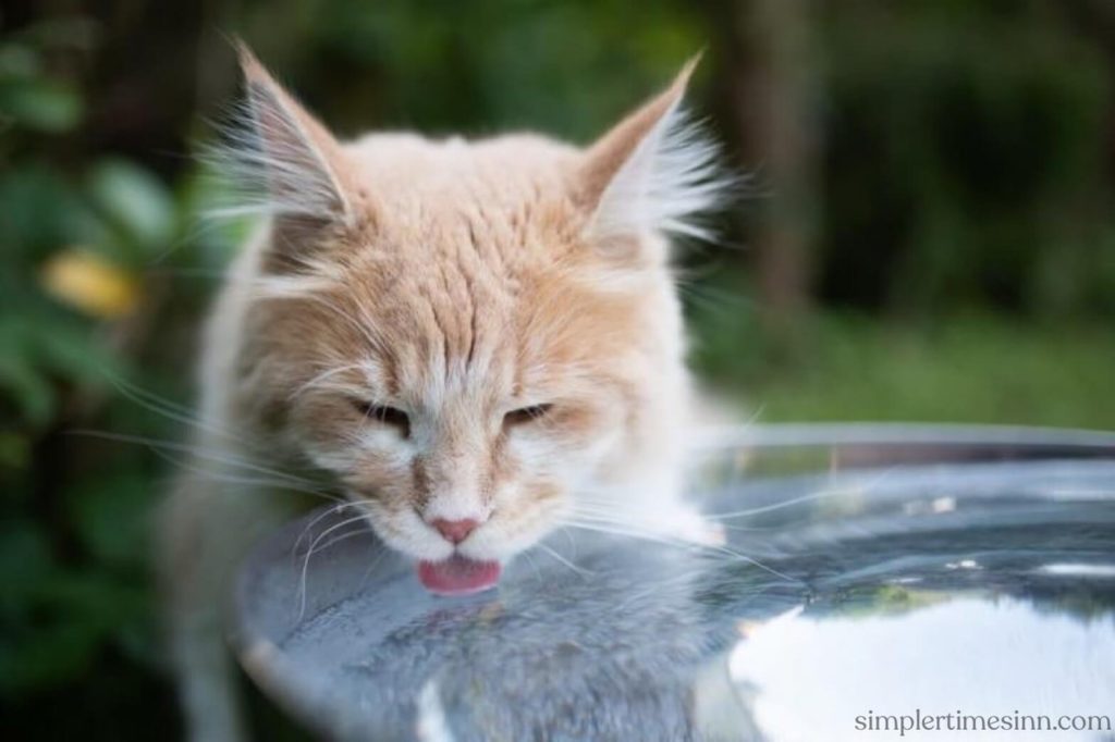 แมวอาจขาดน้ำได้จากหลายสาเหตุ รวมถึงการออกกำลังกายและความร้อนในฤดูร้อน อย่างไรก็ตาม หาก แมวดื่มน้ำมาก ก็อาจบ่งบอกถึงปัญหาด้านสุขภาพได้ 