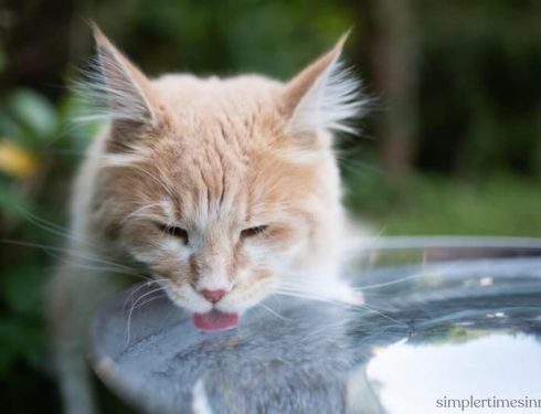 แมวดื่มน้ำมาก อาจบ่งบอกถึงปัญหาสุขภาพได้