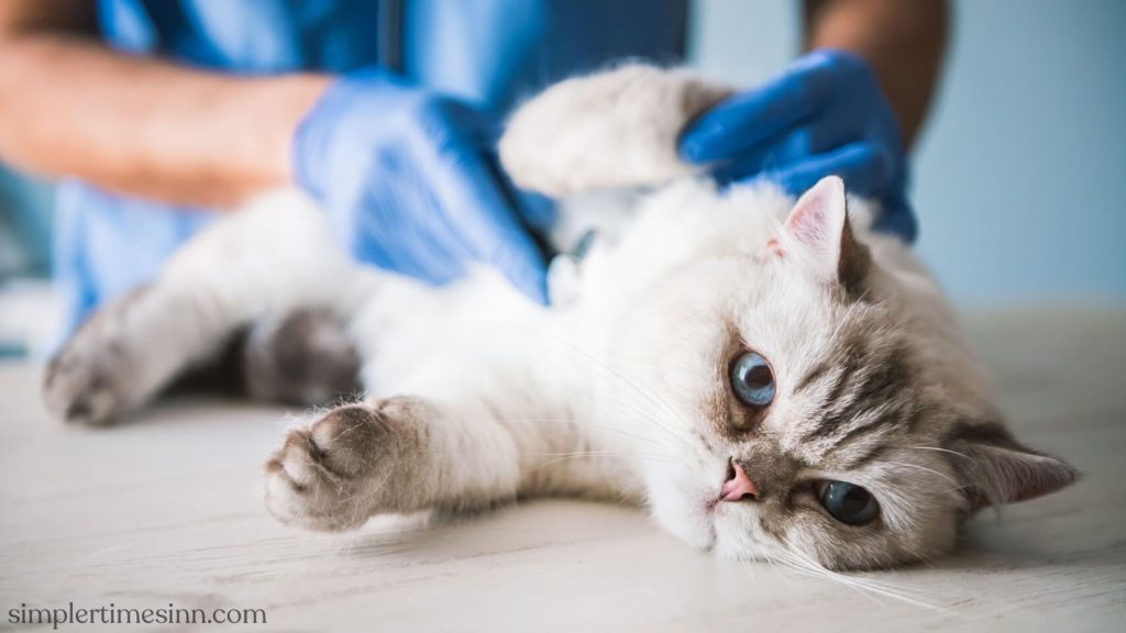 ปัสสาวะอุดตันในแมว หรือที่เรียกกันว่าท่อปัสสาวะอุดตันในแมว เกิดขึ้นเนื่องจากการอุดตันของการไหลของปัสสาวะผ่านท่อปัสสาวะ