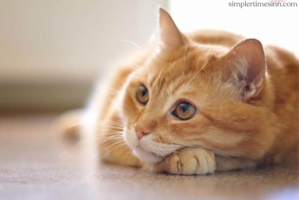 สาเหตุที่พบบ่อยที่สุดอย่างหนึ่งของการตาบอดกะทันหันในแมวสูงอายุเกิดจากความดันโลหิตสูง ต่อไปนี้คือ 7 สาเหตุ ทั่วไปของการตาบอดในแมว