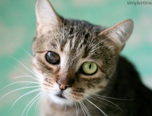 7 สาเหตุ ที่ทำให้แมวตาบอด