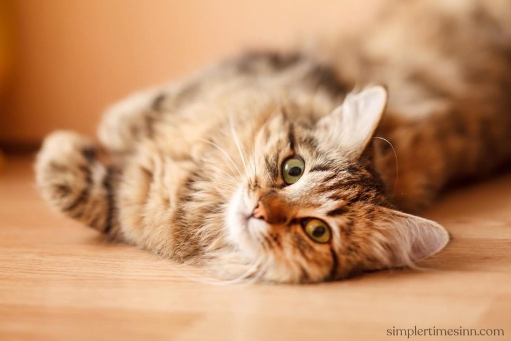 การติดเชื้อถุงน้ำดีในแมว สามารถเกิดขึ้นได้ในแมวทุกอายุหรือทุกสายพันธุ์ มันสามารถพัฒนาอย่างกะทันหันโดยมีอาการรุนแรงในแมวบางตัว
