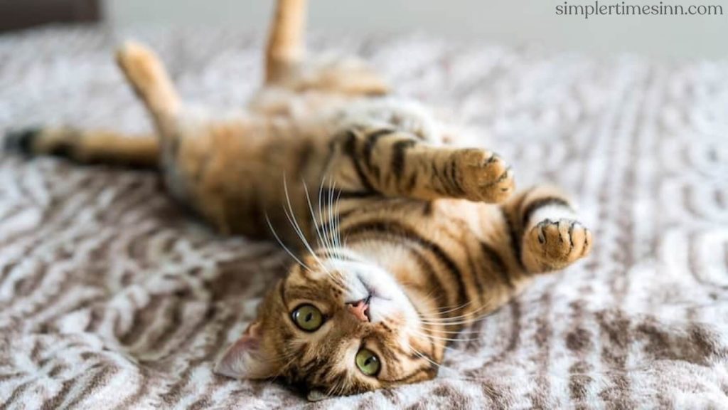 จะทำอย่างไรถ้าแมวของคุณมีอาการชัก อาการชักของแมวอาจเป็นอาการของโรคต่างๆ มากมาย แต่เป็นอาการเจ็บป่วยที่ผิดปกติอย่างหนึ่งในแมว 