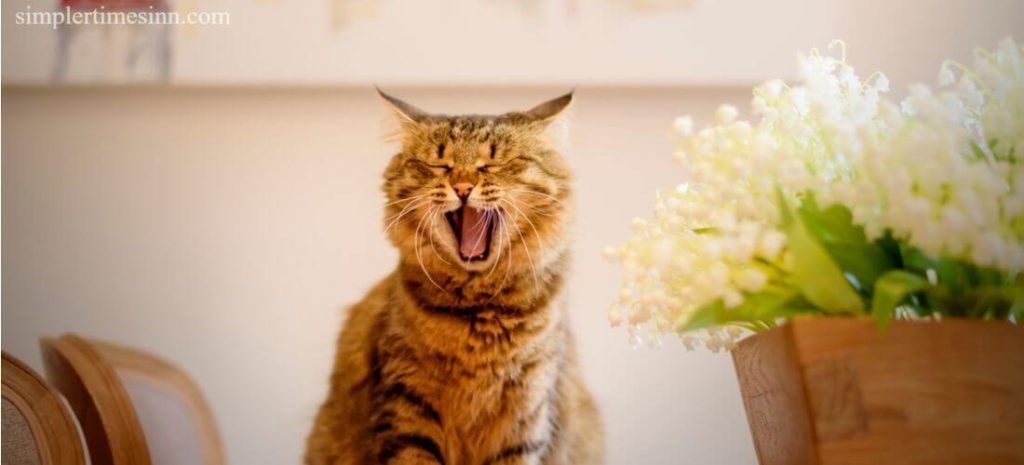 แมวที่มีอายุมากกว่าสามขวบมีโรคเกี่ยวกับฟัน และกลิ่นปากมักเป็นสัญญาณแรกที่เจ้าของสัตว์เลี้ยงสังเกตเห็น อะไรเป็นสาเหตุของกลิ่นปากในแมว