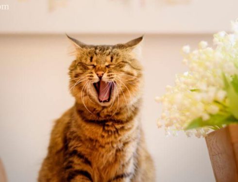 อะไรเป็นสาเหตุของกลิ่นปากในแมว
