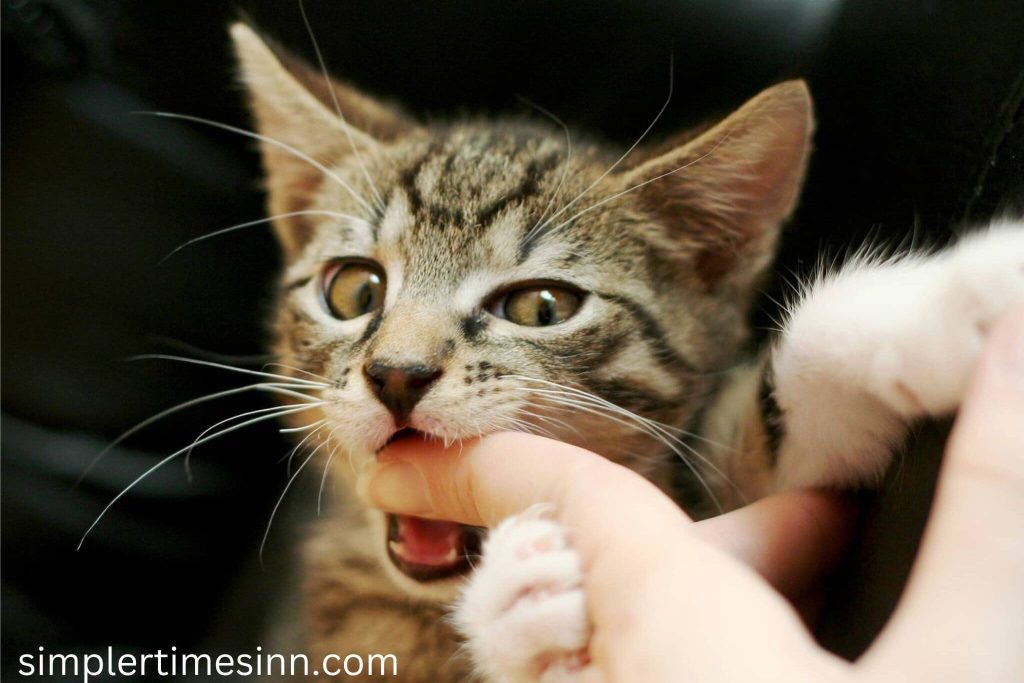ทำไมแมวชอบกัดเรา พวกเขามีการกระทำแปลกๆ มากมายที่ทำให้เราประหลาดใจ และการกัด ไม่เป็นที่พอใจเท่าที่จะทำได้ เป็นหนึ่งในนั้น