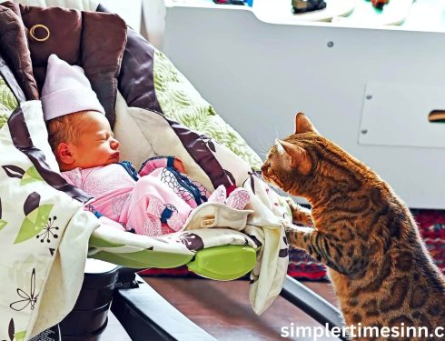 วิธีการทำให้แมวคุ้นเคยกับทารก