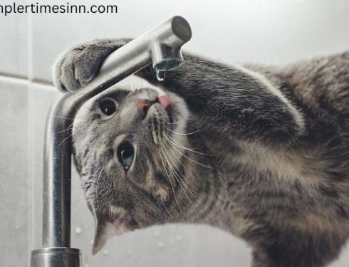 เหตุผลที่แมวไม่ชอบน้ำ