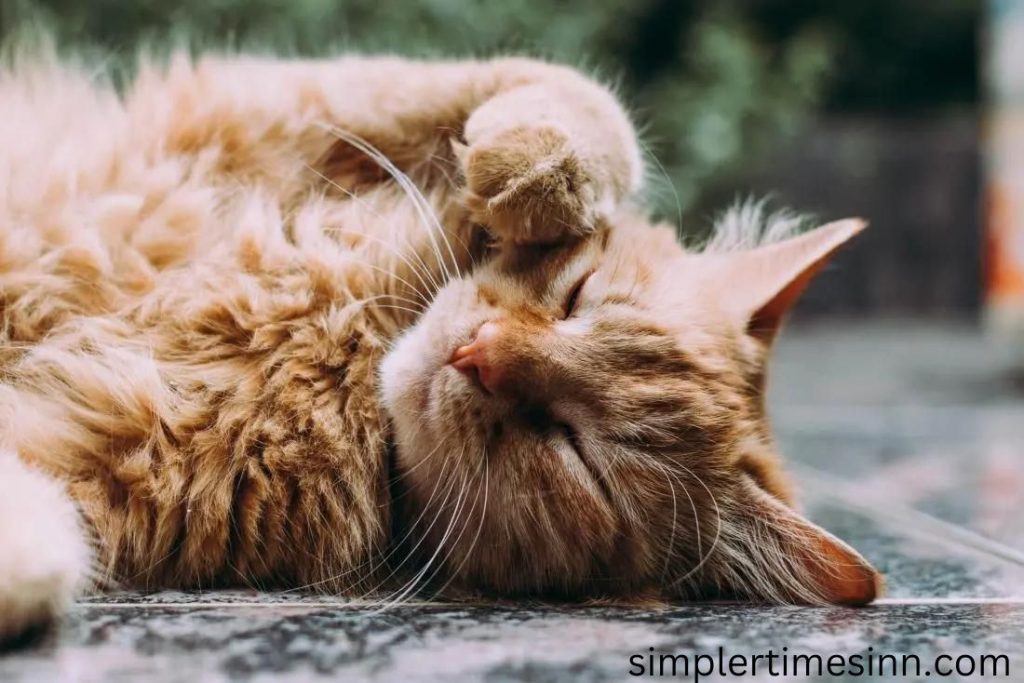 ทำไมคนถึงเลือกที่จะเลี้ยงแมว มีแมวประมาณ 85 ล้านตัวในครัวเรือนอเมริกัน ซึ่งหลายตัวเป็นสมาชิกในครอบครัวที่น่ารัก อะไรคือเบื้องหลังความดึงดูด