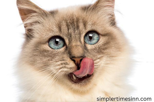 ทำไมแมวชอบเลียปาก คุณเคยเห็นพวกเขานั้นเลียริมฝีปากนับครั้งไม่ถ้วน พวกเขาขึ้นชื่อเรื่องนิสัยการแปรงขนที่พิถีพิถัน