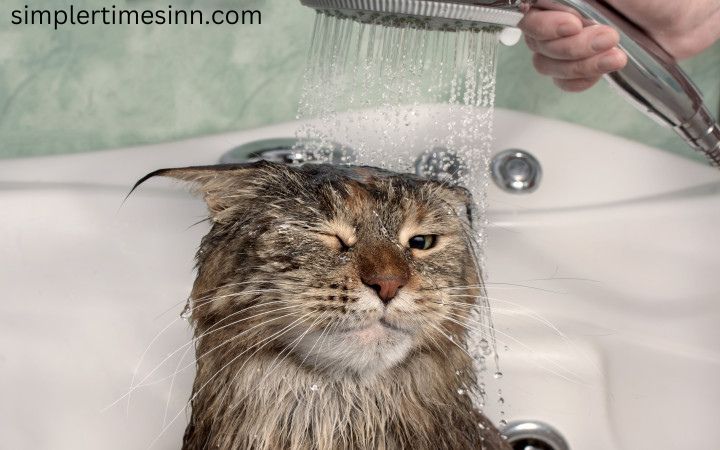 เหตุผลที่แมวไม่ชอบน้ำ เป็นที่ทราบกันโดยทั่วไปว่าแมวเกลียดน้ำ อินเทอร์เน็ตเต็มไปด้วยวิดีโอของแมวที่ตกลงไปในอ่างอาบน้ำหรือตู้ปลา ทำให้