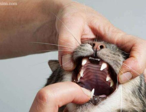 ฟันผุในแมว