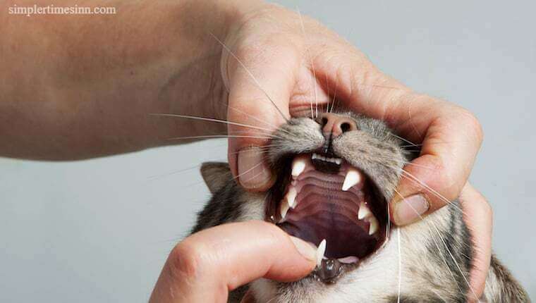 ฟันผุในแมว หมายถึงโรคปริทันต์ คือการที่ฟันหลุดออกและเสื่อมสภาพที่ขอบเหงือกหรือใต้ขอบเหงือก ทำให้เกิดแผลที่เจ็บปวดและมีเลือดออก