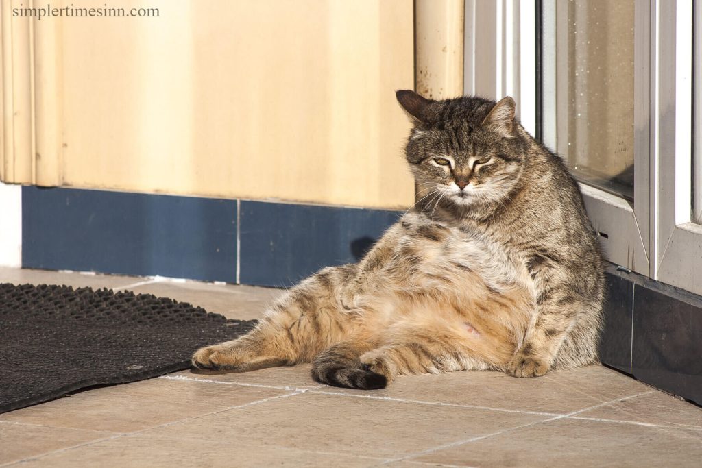 สาเหตุของโรคอ้วนในแมว วิธีการวินิจฉัยและการรักษา และสิ่งที่คุณสามารถทำได้เพื่อจัดการกับน้ำหนักของแมวโดยด่วน