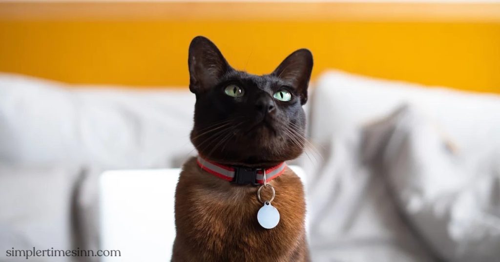 โรคภูมิแพ้ปลอกคอในแมว มักเกิดจากปลอกคอแมวที่มีหลากหลายหลากหลายชนิด แมวของคุณอาจแพ้วัสดุอย่างใดอย่างหนึ่งหรือหลายอย่าง 