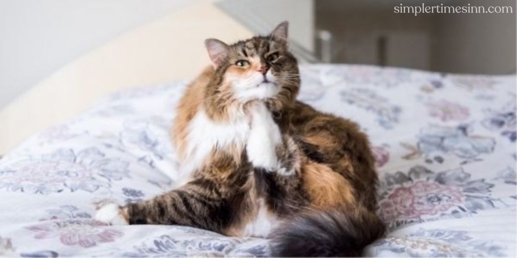 โรคผิวหนังอักเสบจากไรในแมว เป็นปรสิตขนาดเล็กมากเหล่านี้อาศัยอยู่บนผิวหนังและในรูขุมขนของแมว แต่โดยปกติแล้วจะไม่กินเลือดของสัตว์