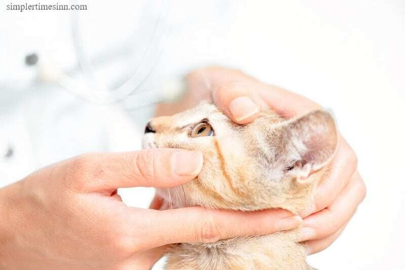 โรคตาแห้งในแมว เกิดขึ้นเนื่องจากการผลิตน้ำตาบกพร่องและเป็นที่รู้จักกันในชื่อโรคตาแดง กษณะสองประการของโรคนี้คือเปลือกตาบวมและกระจกตาเปลี่ยนสี