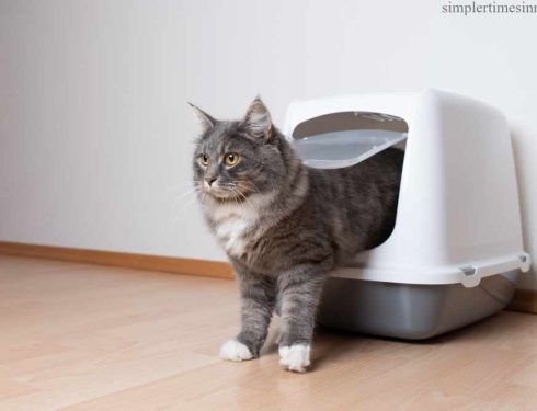 อาการท้องเสียในแมว เกิดจากอะไร?