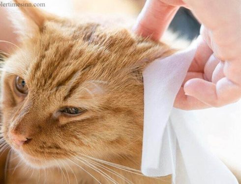 อาการหูหนวกในแมว