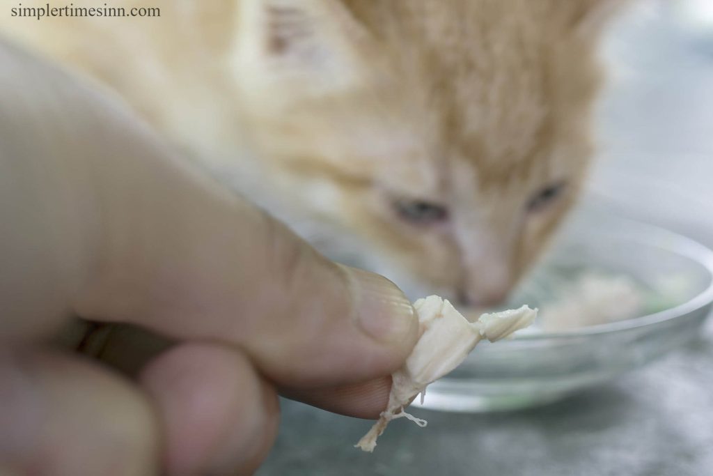 โรคภูมิแพ้ไก่ในแมว คุณจะต้องหลีกเลี่ยงการให้อาหารที่มีโปรตีนจากไก่หรือไขมันไก่ เพราะสิ่งเหล่านี้จะทำให้แมวของคุณมีปัญหาได้