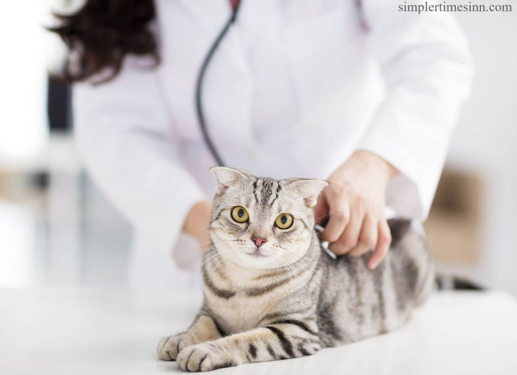 ภาวะไขมันในเลือดสูงในแมว ไม่ปกติเหมือนกับในสุนัขและคน แต่แมวอาจมีไขมันในเลือดมากเกินไป สิ่งนี้เกิดขึ้นจาก ความผิดปกติ 