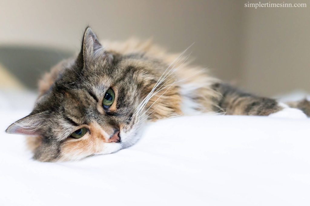 ภาวะซึมเศร้าในแมว ยังสามารถบ่งชี้ถึงภาวะที่ร้ายแรงกว่าได้ คุณไม่ควรเพิกเฉยต่อพฤติกรรมผิดปกติใดๆ ที่เกิดขึ้นกะทันหันหรือดูเหมือนไม่มีเหตุผล