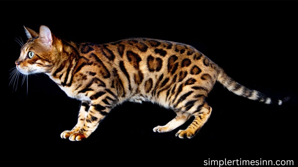 Leopard Cat เป็นแมวสายพันธุ์เล็กที่มีถิ่นกำเนิดในภูมิภาคอินเดีย แมวเหล่านี้แบ่งออกเป็นสายพันธุ์ย่อยต่างๆ เกือบสิบสายพันธุ์ แม้ว่าแมวส่วนใหญ่