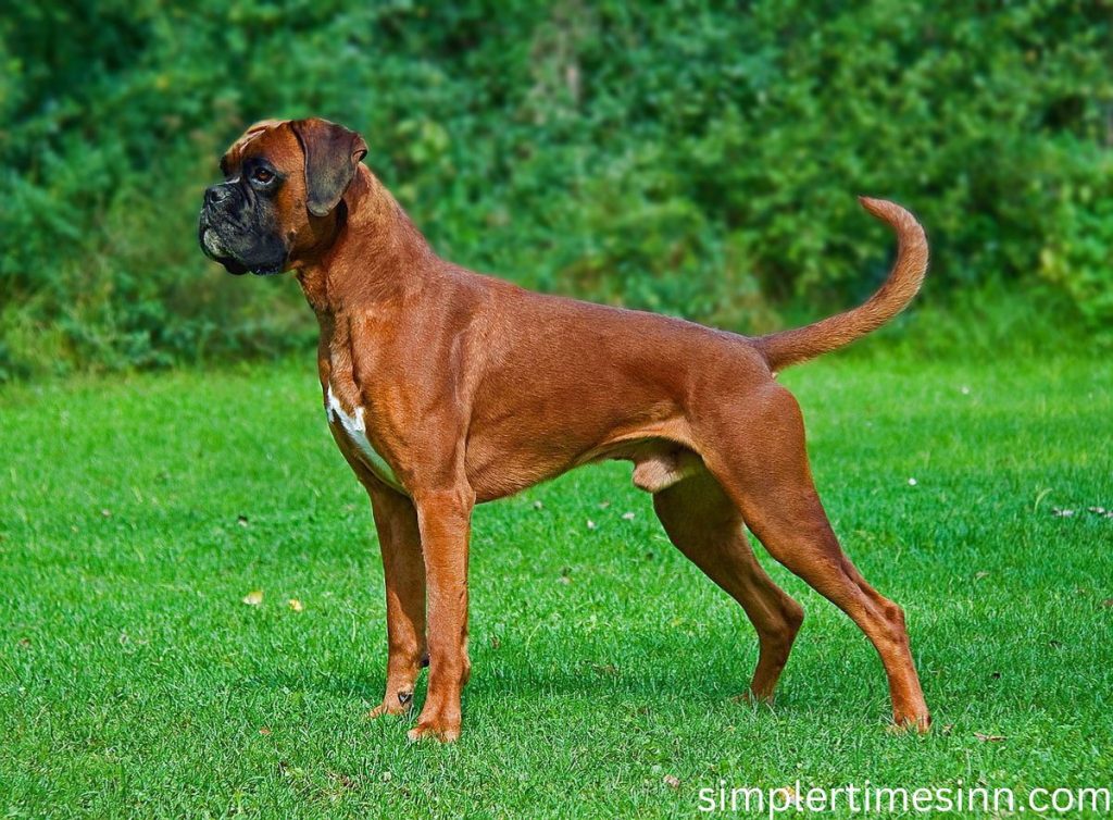 Boxer Dog เป็นหมาขนาดกลางถึงใหญ่ พวกเขามีขนสั้นที่เป็นสีเข้มแกมเหลือง สีขาว หรือสีลาย พวกเขาบางตัวมีแต้มสีขาวบนเสื้อตัวของพวกเขาด้วย