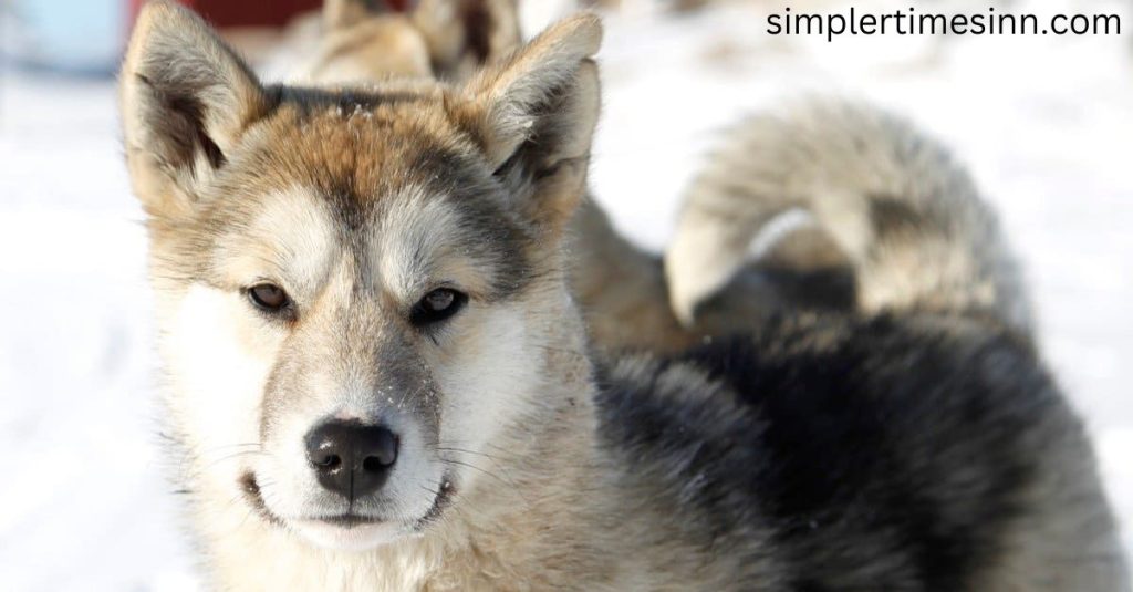 Greenland Dog แม้ว่ามันจะเหมือนกับหมาเอสกิโมของเมืองหนาว แต่ก็เบากว่าและสูงกว่า และมีเพียงสายพันธุ์ในบางที่เท่านั้นที่ได้รับการบำรุงรักษา