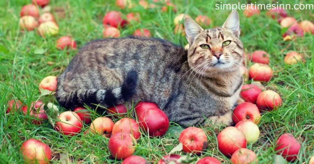 แมวกินแอปเปิ้ลได้ไหม เราคงเคยได้ยินคำกล่าวที่ว่า กินแอปเปิ้ลวันละผลก็ห่างไกลโรงพยาบาล สำหรับมคนแล้ว มีพื้นฐานบางประการ