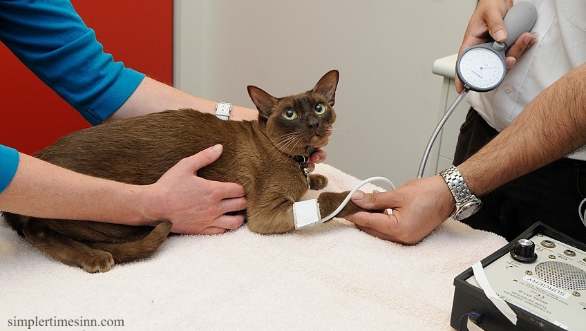 ความดันโลหิตสูงในแมว เป็นภาวะที่พบได้บ่อยแต่สามารถจัดการได้ในแมว หากปล่อยไว้โดยไม่รักษา โรคความดันโลหิตสูงจะเป็นภัยร้ายแรงต่อสุขภาพของแมว 