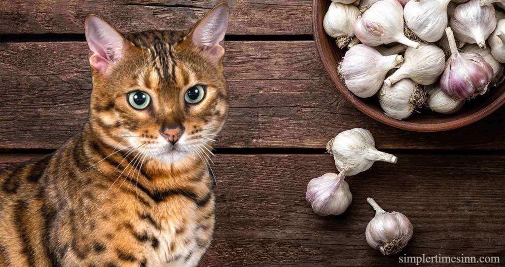 แมวกินกระเทียมได้ไหม? การให้กระเทียมในปริมาณมากหรือนานเกินไปอาจเป็นอันตรายต่อแมวของคุณได้ สารเคมีในกระเทียมจะเข้าสู่กระแสเลือดของแมว