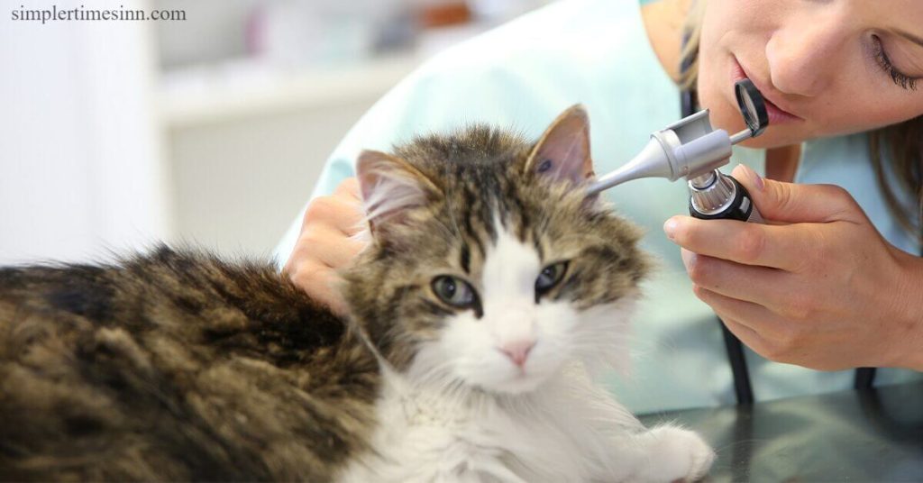โรคหูน้ำหนวกในแมว เป็นการติดเชื้อที่เกิดขึ้นบ่อยที่สุดในแมว โรคหูน้ำหนวกสามารถเกิดขึ้นได้ในหูข้างเดียวหรือทั้งสองข้าง เป็นปัญหาเรื้อรังได้
