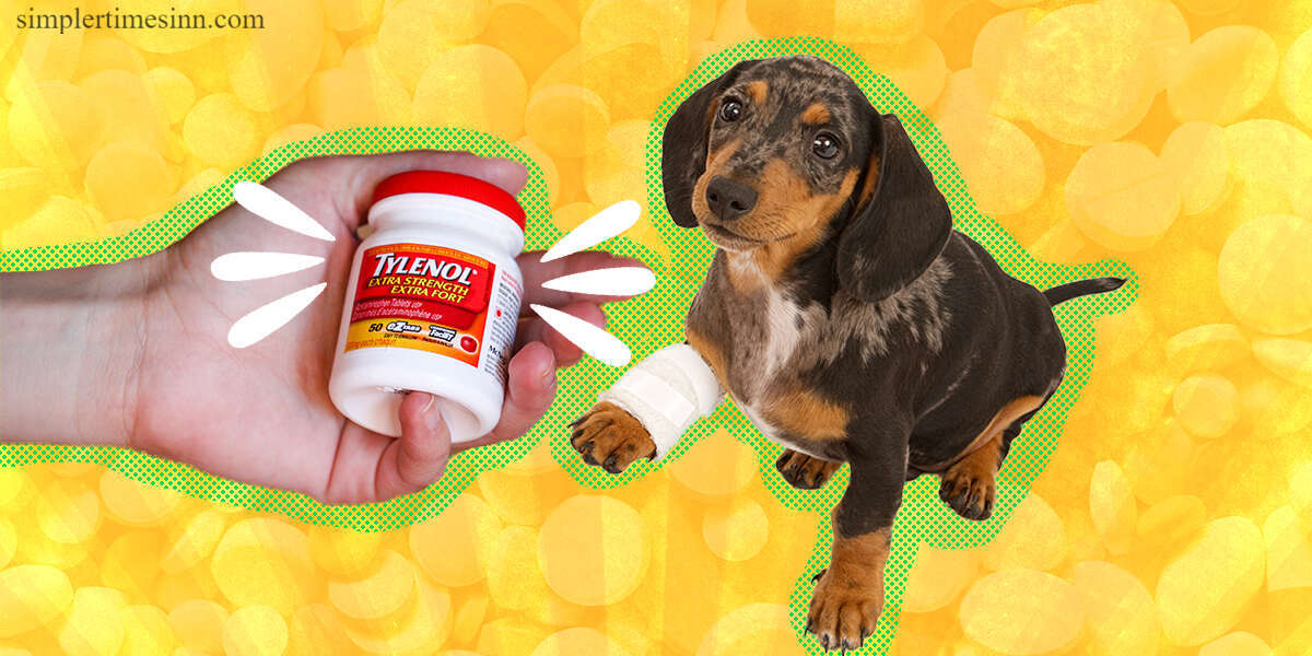 สุนัขสามารถกินยา Tylenol ได้หรือไม่?