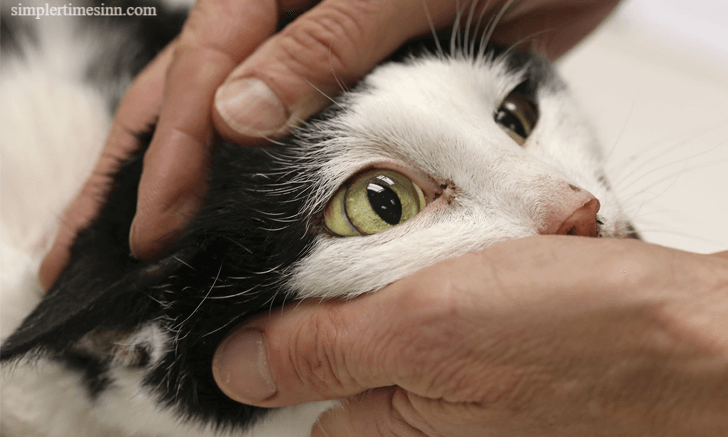 โรคไขมันพอกตับในแมว เป็นภาวะที่ร้ายแรงในแมวซึ่งถึงแก่ชีวิตได้หากปล่อยไว้โดยไม่รักษา โรคนี้เกิดขึ้นเมื่อแมวหยุดกินเนื่องจากความอยากอาหารไม่ดี