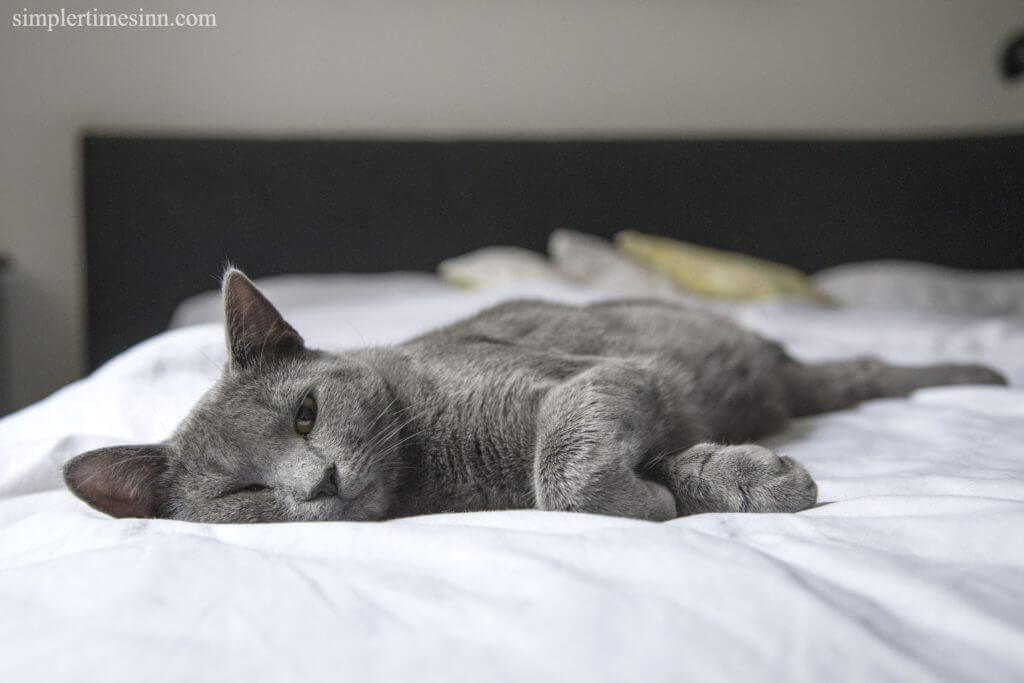 โรคฮีทสโตรกในแมว มีลักษณะเฉพาะคืออุณหภูมิของร่างกายสูงขึ้นและร่างกายไม่สามารถควบคุมอุณหภูมิได้ ในกรณีที่รุนแรง อวัยวะของสัตว์เลี้ยงของคุณ