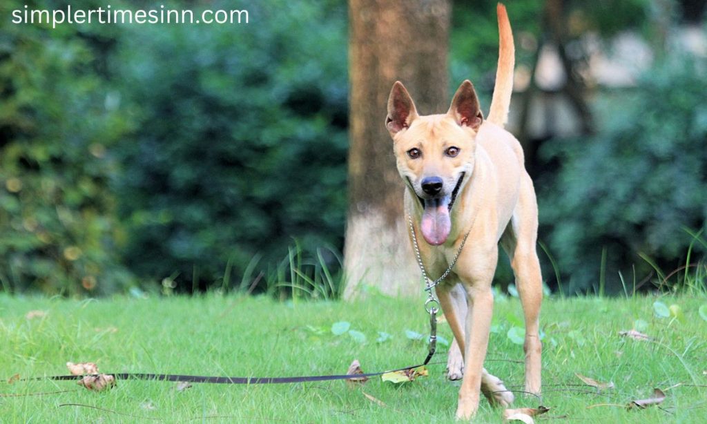 Formosan Mountain Dog พวกเขานั้นมีสุขภาพดี อายุขัยเฉลี่ยของพวกเขาอยู่ที่ 10 ถึง 13 ปี พวกเขาประสบปัญหาด้านสุขภาพเล็กน้อย นอกเหนือจากมะเร็ง