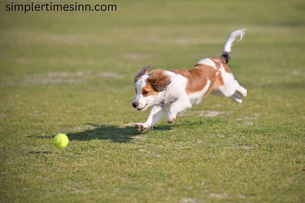สวนสุนัขที่ดีที่สุดในเฟรสโน มันเป็นเมืองที่ค่อนข้างใหญ่ มีคนมากกว่า 500,000 คน ด้วยผู้คนจำนวนมาก มีหมาจำนวนมากที่ต้องการวิ่งและเข้าสังคม