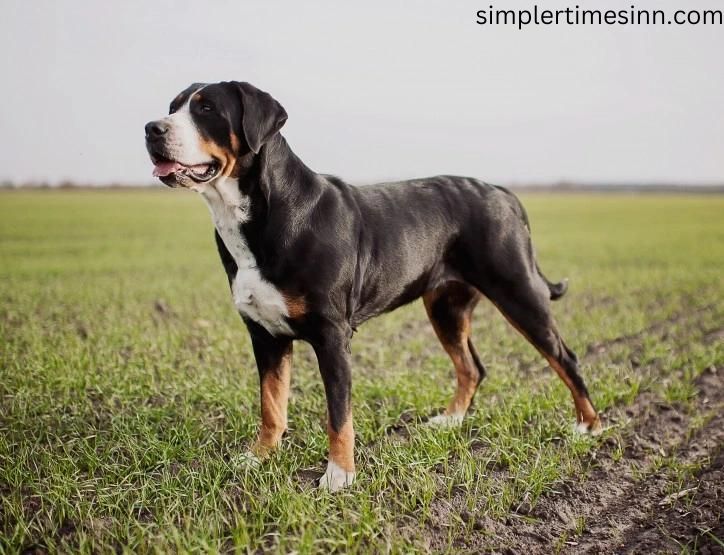 Greater Swiss Dog พวกเขาเหล่านี้ถูกคลุมด้วยขนที่หนาถึง 2 ด้าน โดยมีขนด้านในที่หนาและขนด้านนอกที่หนาแน่น ขนยาวประมาณ1-1.5นิ้ว