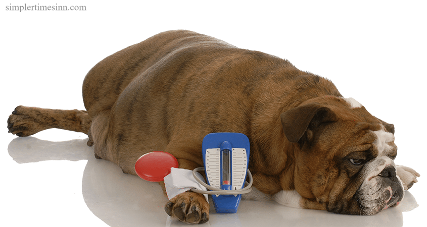สัญญาณของภาวะน้ำตาลในเลือดต่ำในสุนัข
