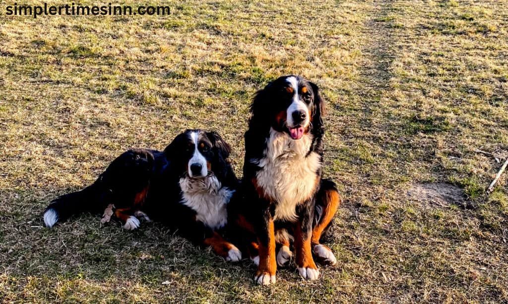 สวนสุนัขที่ดีที่สุดในออโรรา สวนหมาเหมาะสำหรับหมา ทำให้มีที่ที่ปลอดภัยสำหรับวิ่งเล่น การวิ่งนั้นเป็นสิ่งจำเป็นสำหรับตัวของพวกเขาเอง
